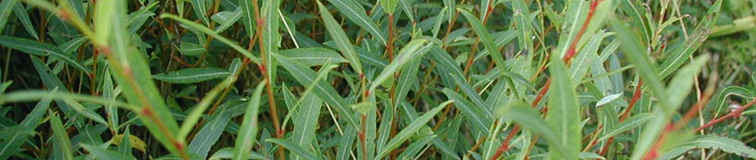 Saule Pourpre Nana Saule Pourpre Nana