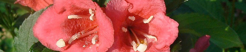 Weigela 'Bristol Ruby' Weigela 'Bristol Ruby'