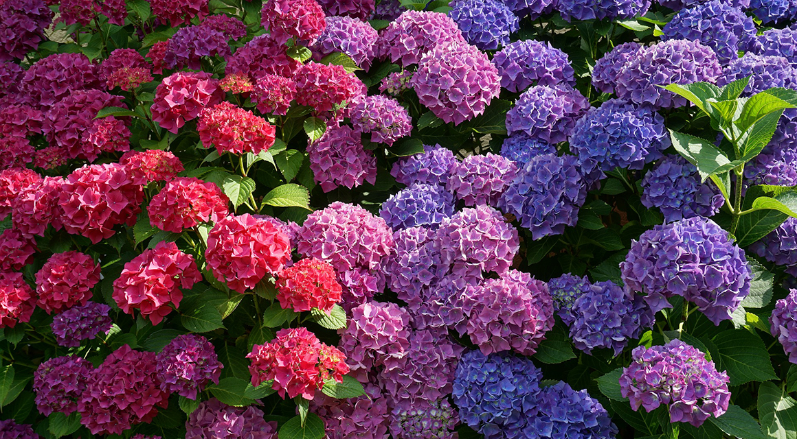 Rosée sur hortensias